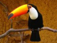 /album/tucano/tucano-2-jpg/